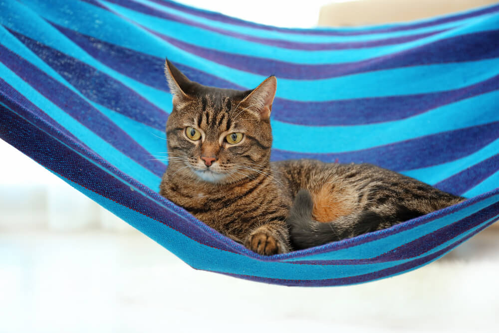 Adorable cat in blue hammock