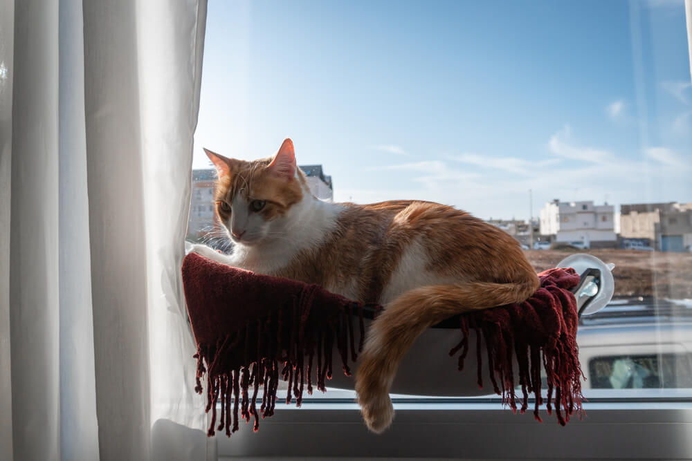 Brown and white cat sleeping on a Window hammock