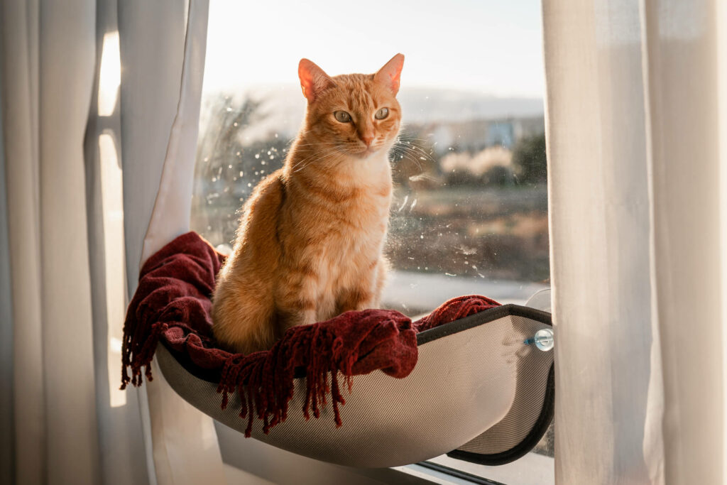 Brown tabby cat sitting on a hammock by the wind