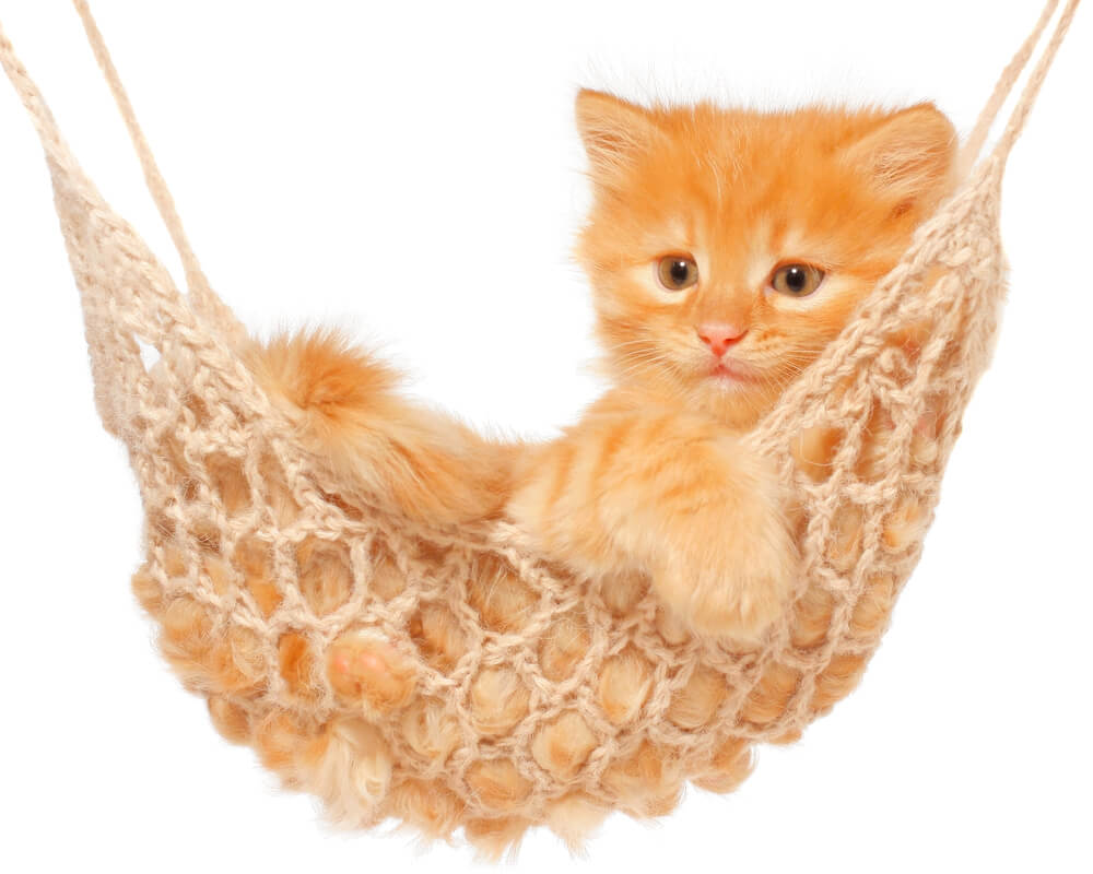 Cute red haired kitten sleeping in hammock