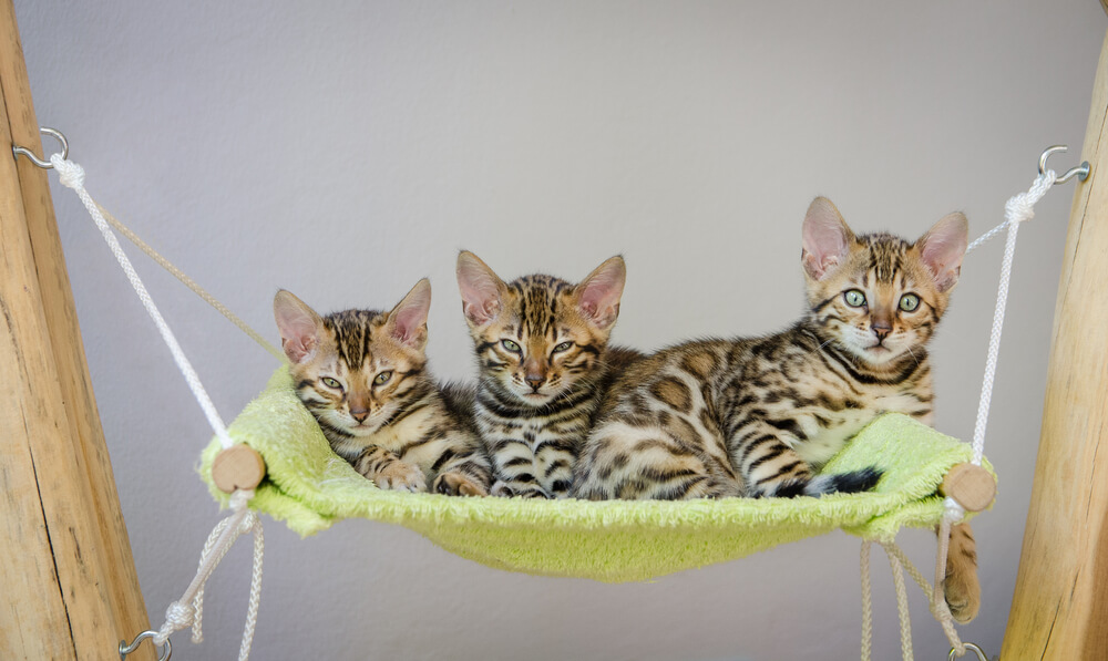 3 Fuzzy Bengal Kitten in Hammock