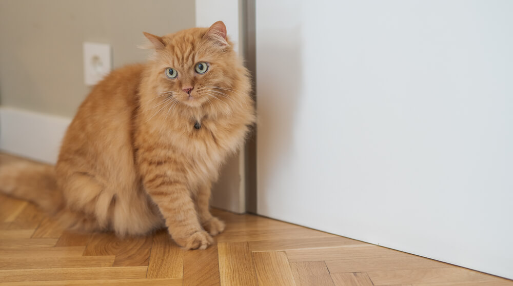 Beautiful ginger long hair cat walking around the house, sitting on the floor at home