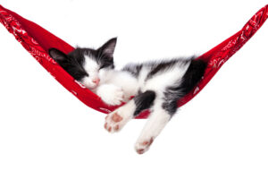 how to make a cat hammock bed