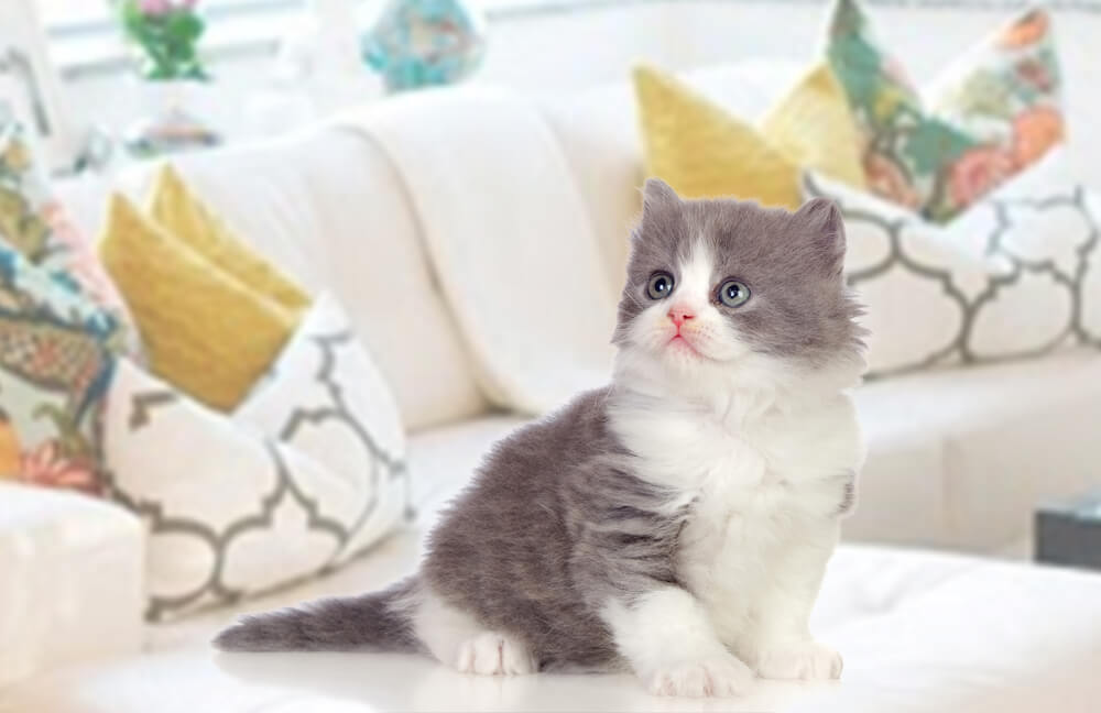 Lovely Persian kitten at home