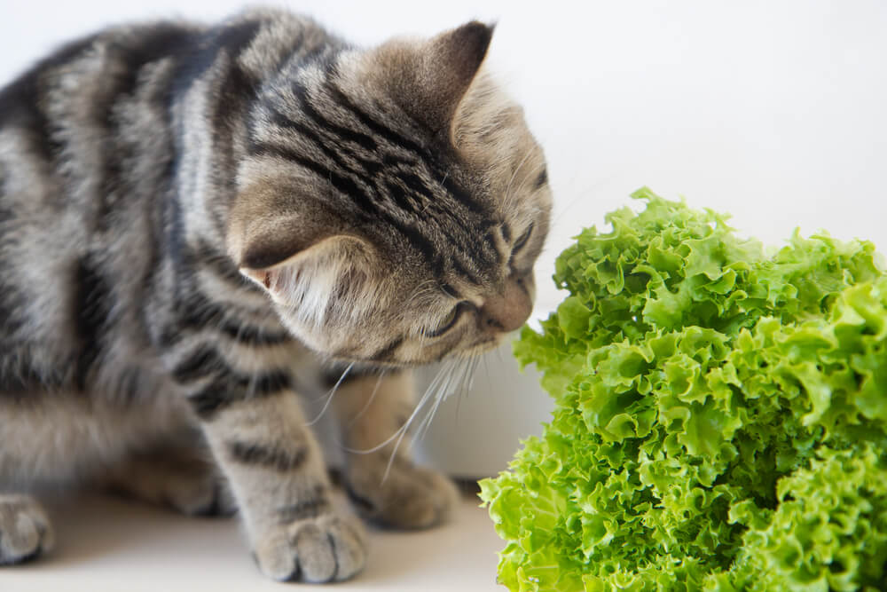 Tabby kitten eats a green salad