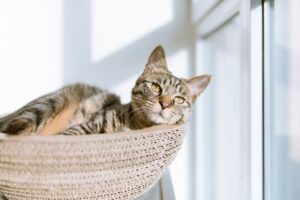 diy cat hammock